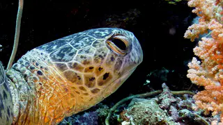 Underwater photograph by Joel Bergsma