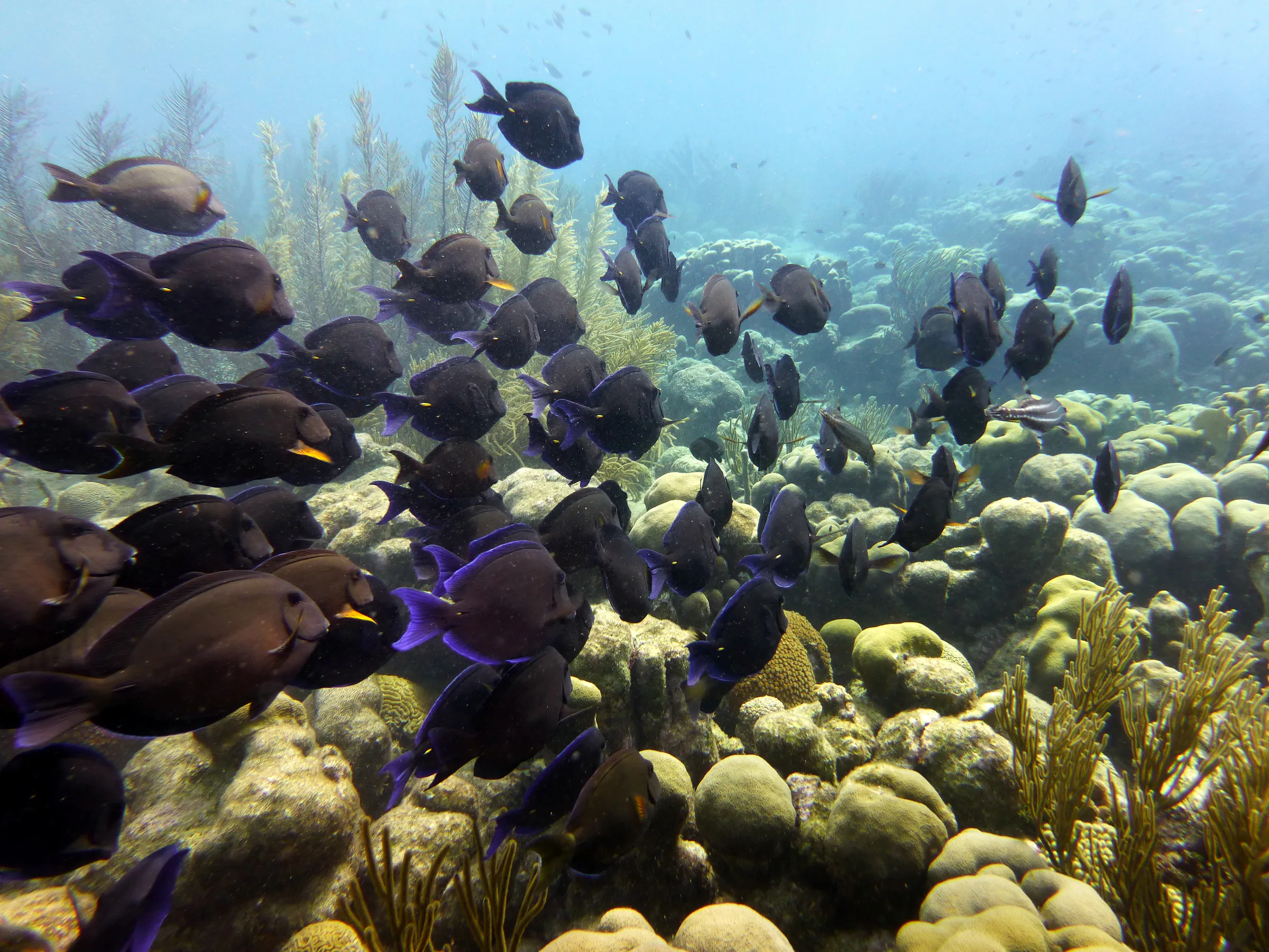 Bonaire underwater photograph, 2013