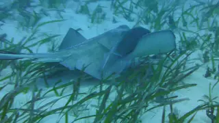 Southern Stingrays & Symbiotic Jacks