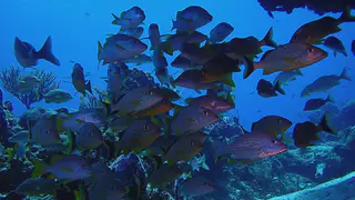 Underwater photograph by Joel Bergsma