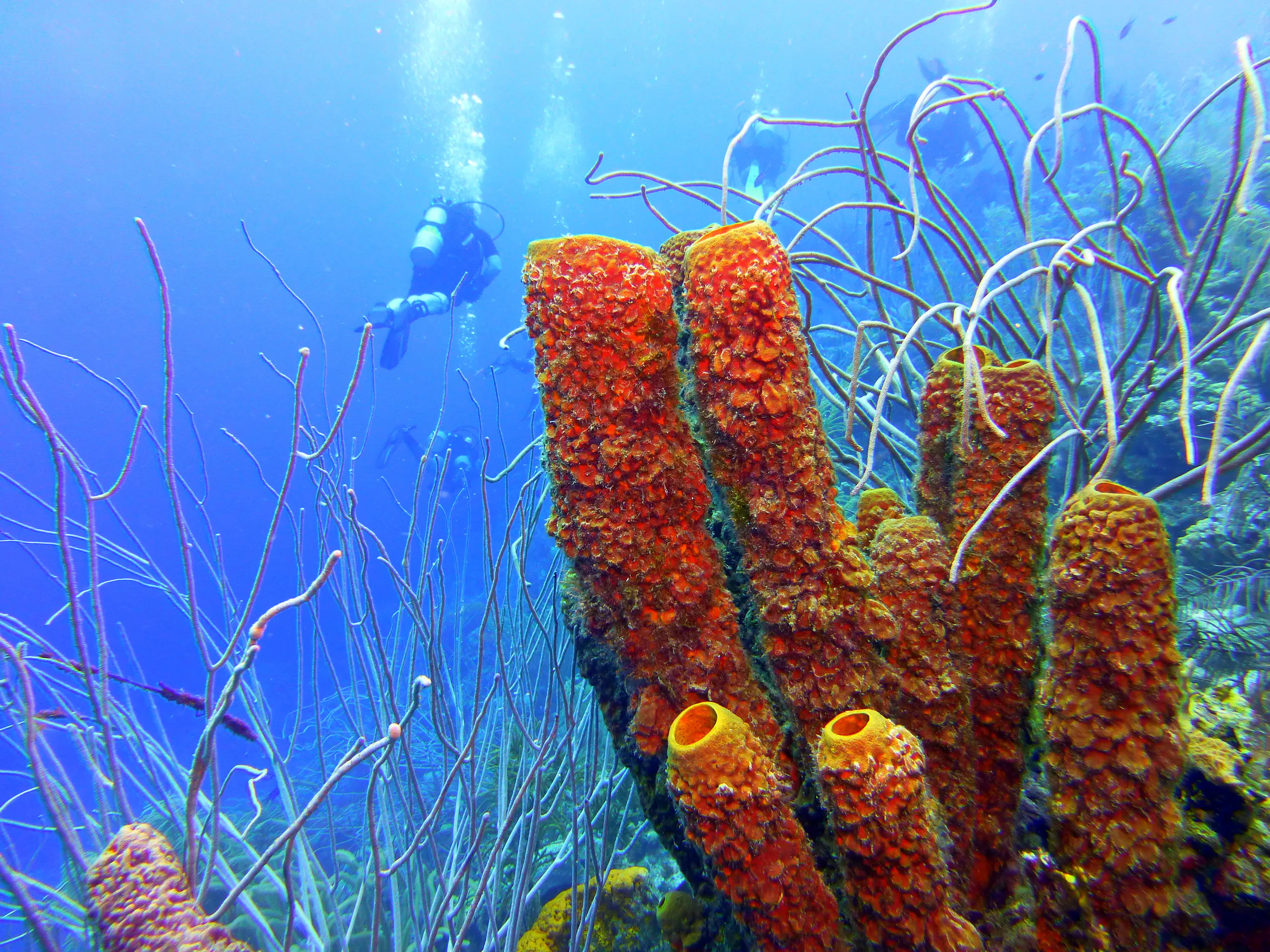 Bonaire underwater photograph, 2013