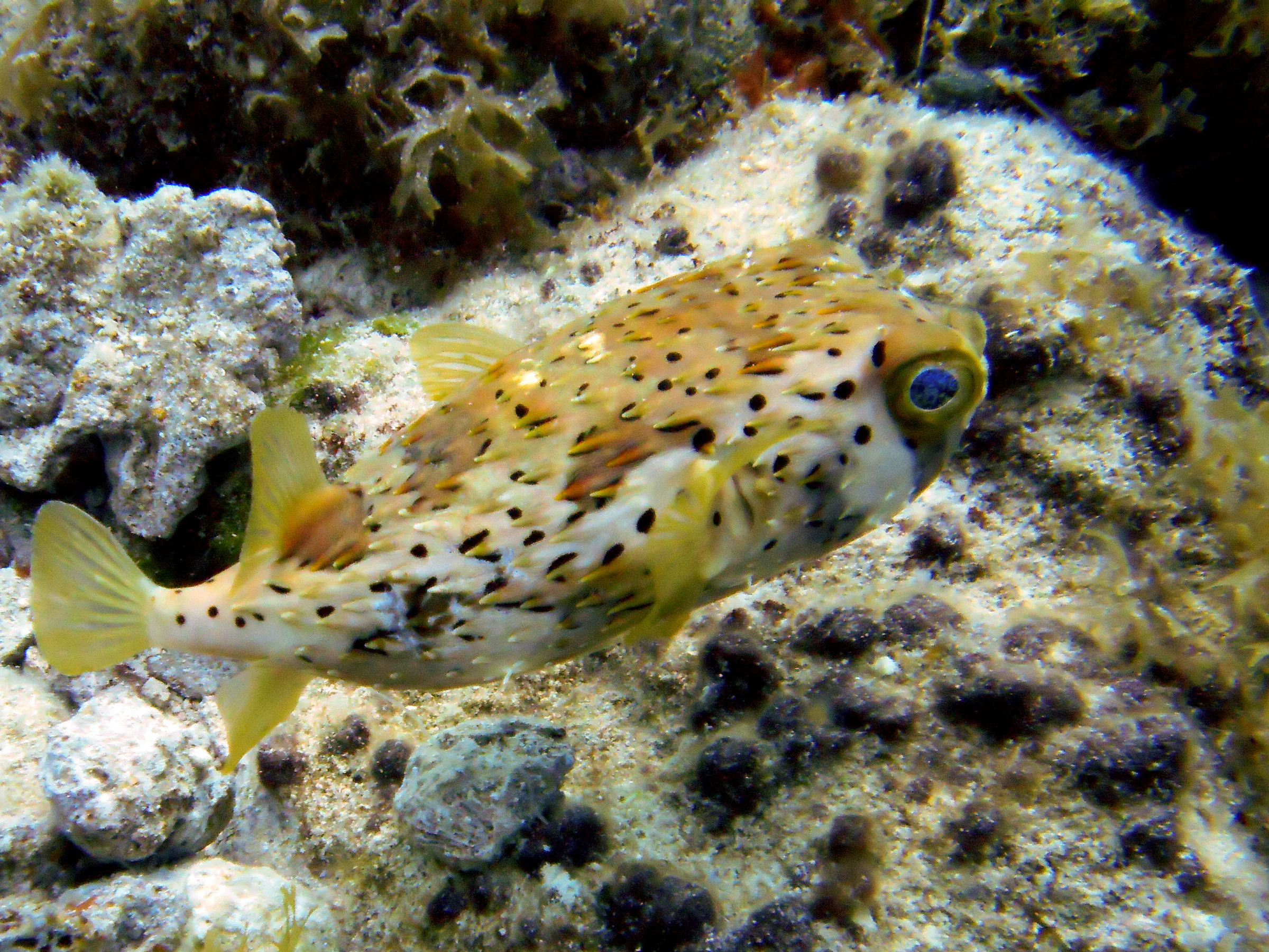 Porcupine Pufferfish with a birght blue eye.  aka Balloonfish