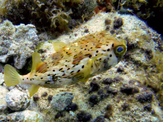 Porcupine Pufferfish with a birght blue eye.  aka Balloonfish