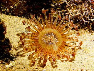 Underwater photograph by Joel Bergsma
