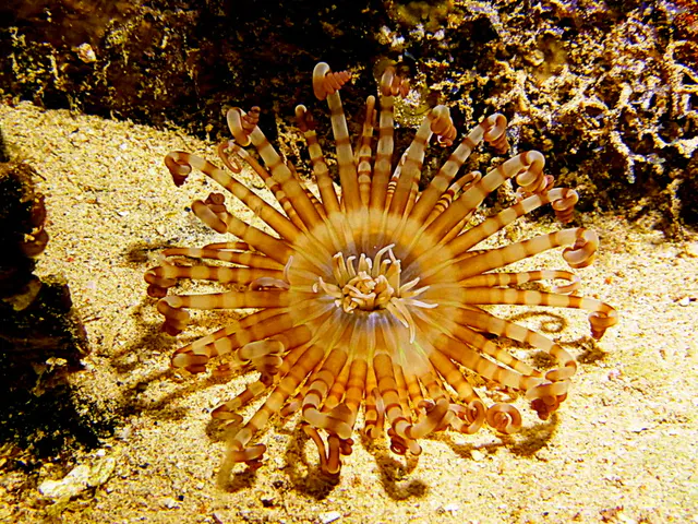 Underwater photograph by Joel Bergsma