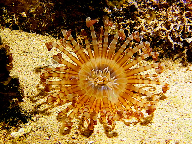 Anemone, Cayman Islands, 2014