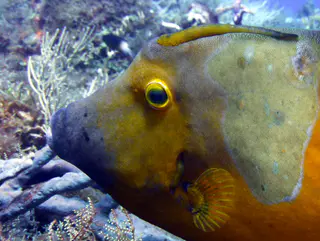 Underwater photograph by Joel Bergsma