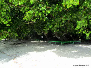 2011-01-14 Ulong Island for lunch (7).JPG