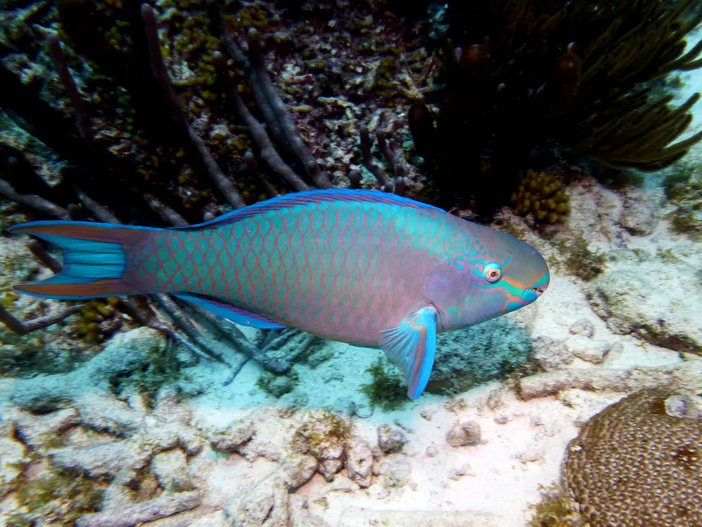 Underwater photograph by Joel Bergsma