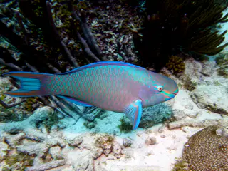 Underwater photograph by Joel Bergsma