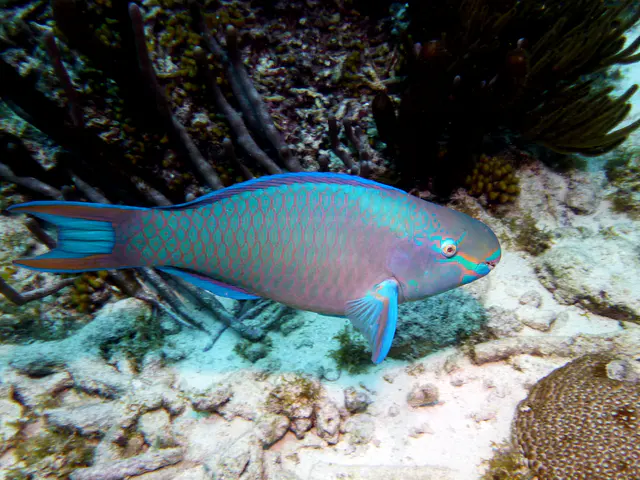 Underwater photograph by Joel Bergsma