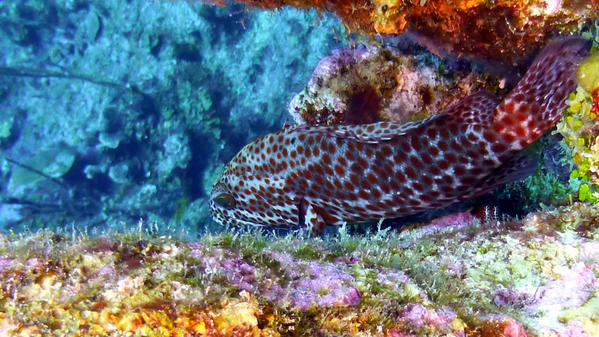 Graysby Grouper, Belize, 2017