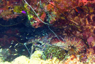 Underwater photograph by Joel Bergsma