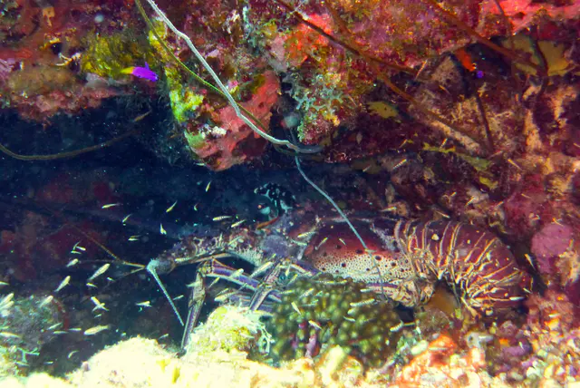 Underwater photograph by Joel Bergsma