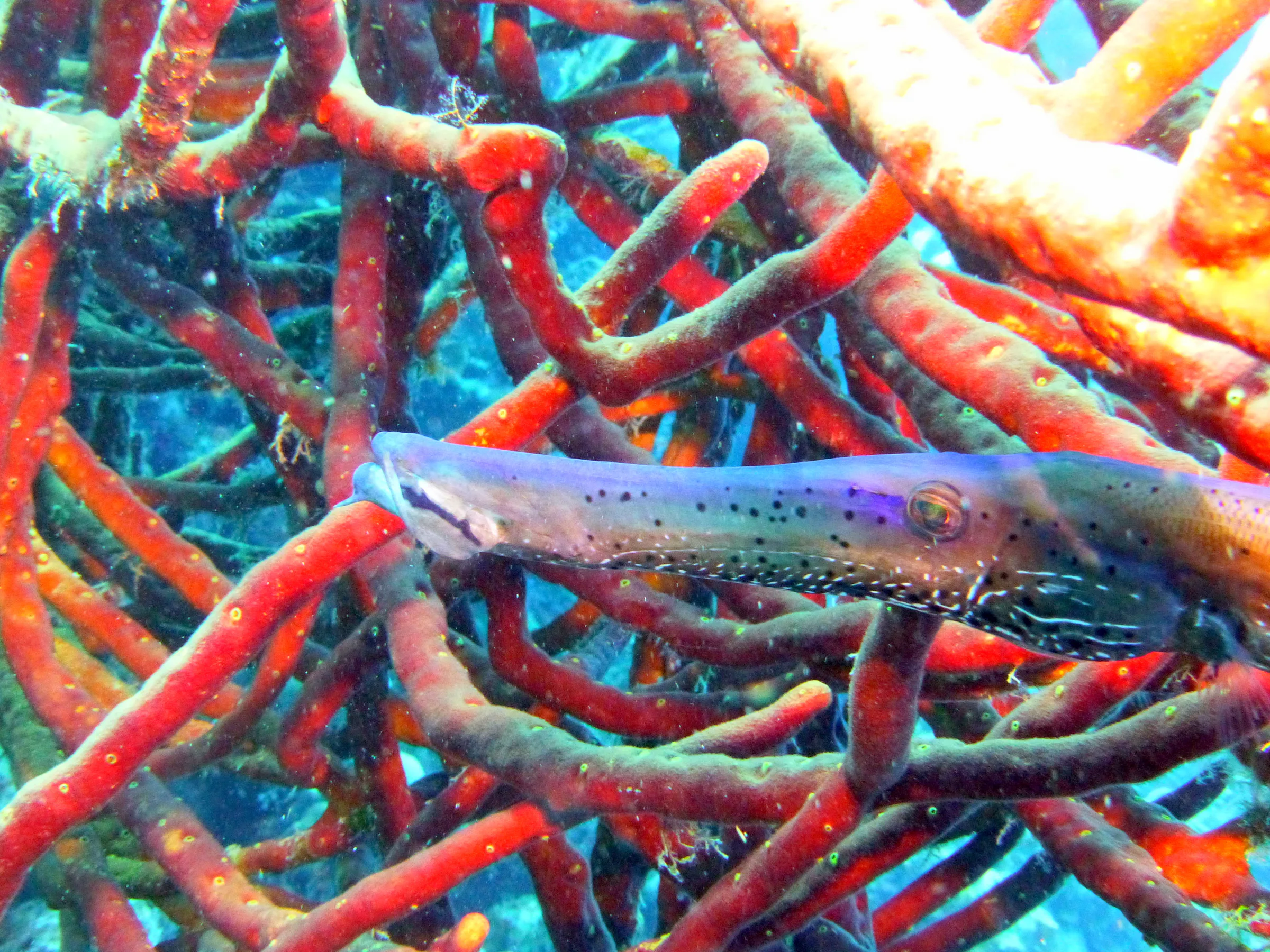 Trumpetfish, Bonaire, 2013