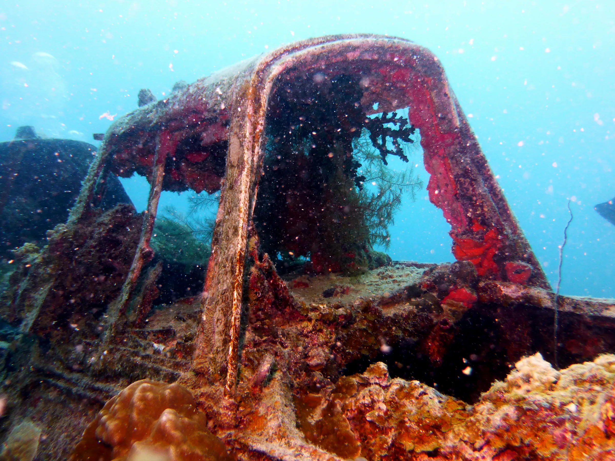 Palau underwater photograph, 2013