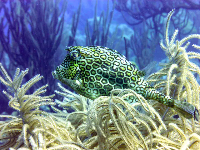 Underwater photograph by Joel Bergsma