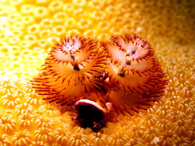 Underwater photograph by Joel Bergsma