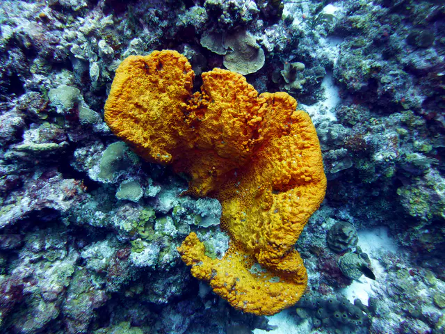 Underwater photograph by Joel Bergsma