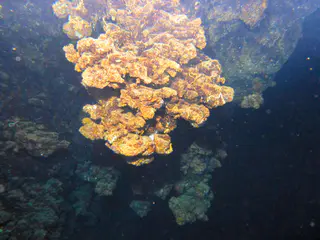 Underwater photograph by Joel Bergsma