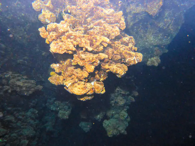 Underwater photograph by Joel Bergsma