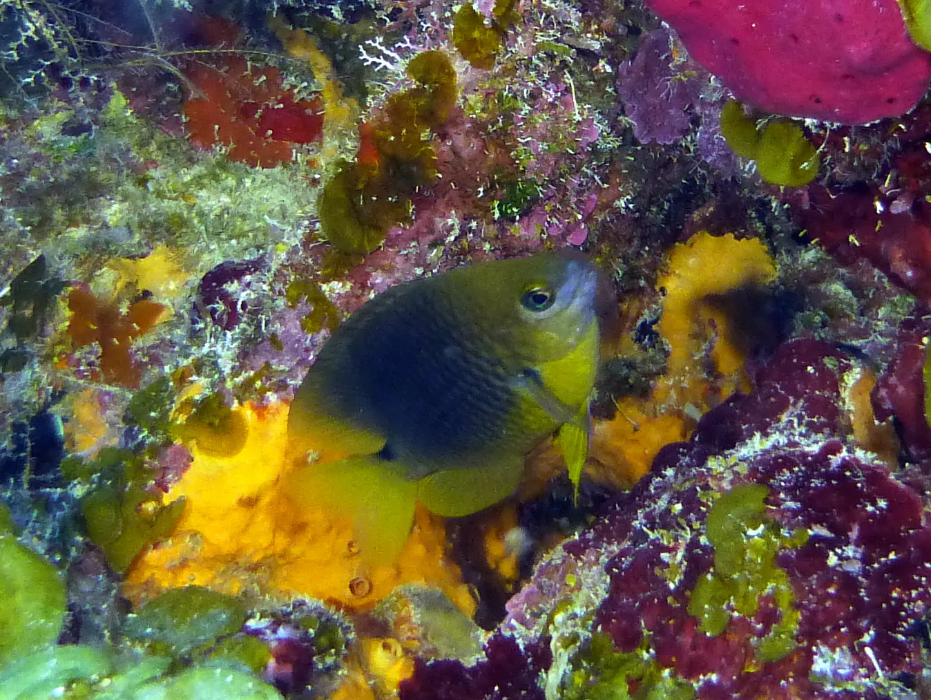 Beaugregory Damselfish, Belize, 2017
