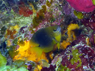 Underwater photograph by Joel Bergsma