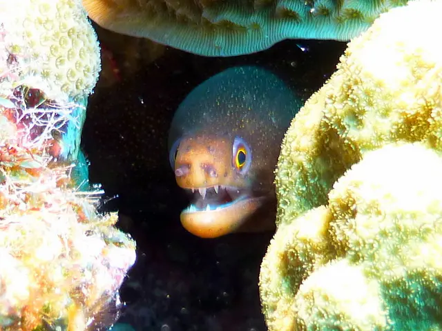 Underwater photograph by Joel Bergsma