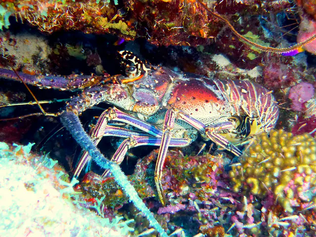 Underwater photograph by Joel Bergsma