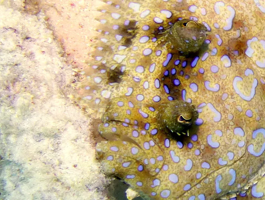 Flounder, Bonaire, 2013