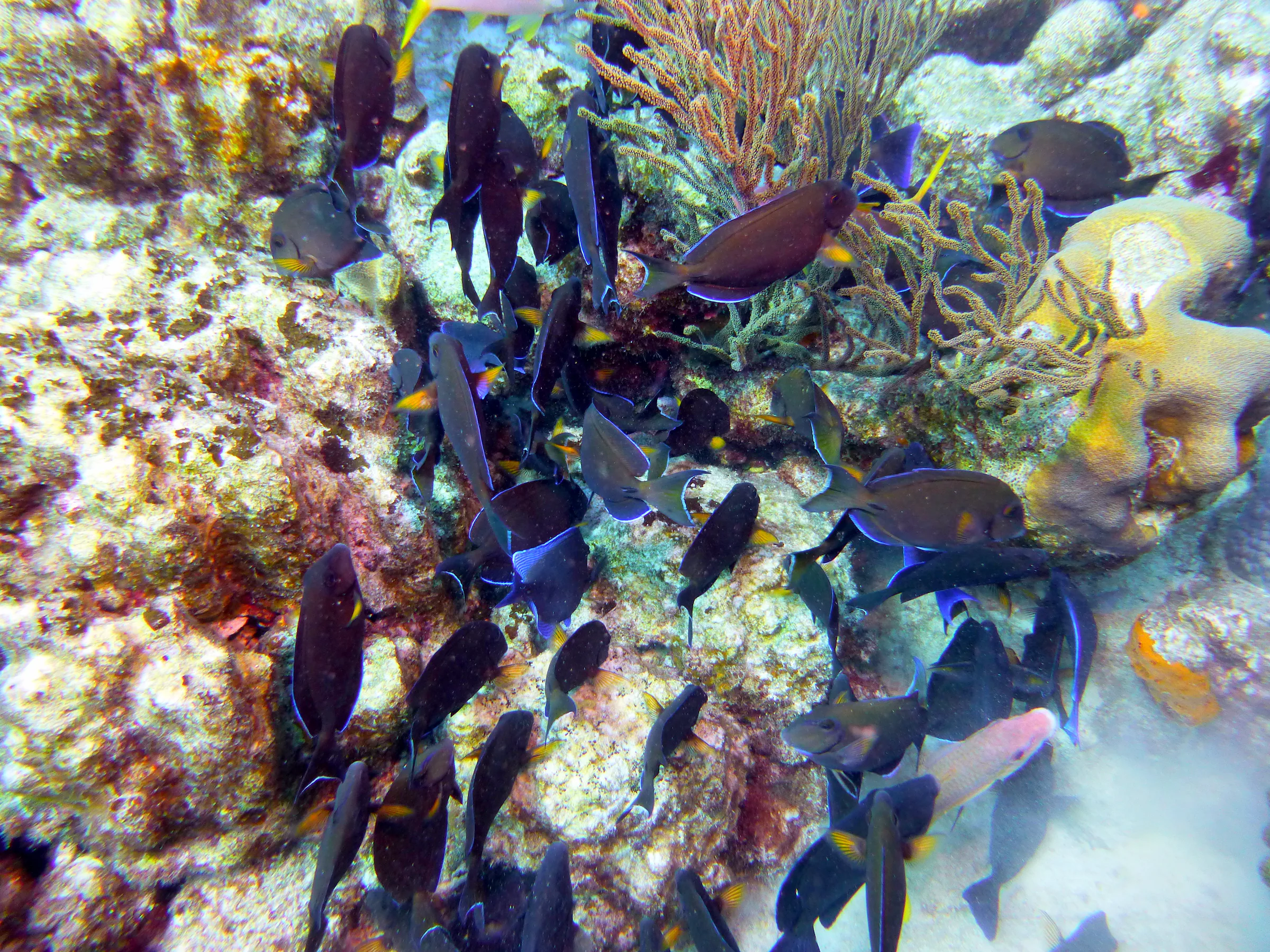 Surgeonfish, Bonaire, 2013