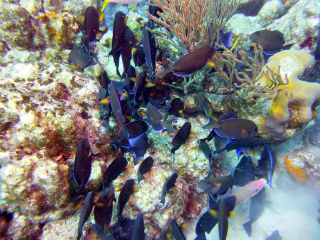 Underwater photograph by Joel Bergsma