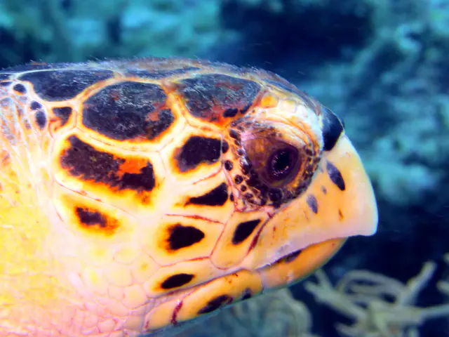 Underwater photograph by Joel Bergsma