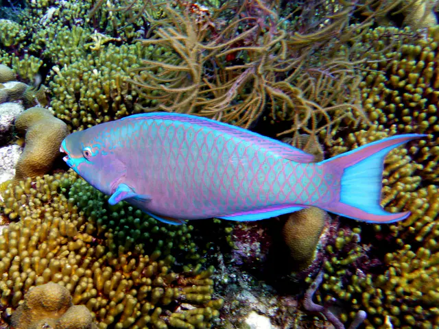 Underwater photograph by Joel Bergsma