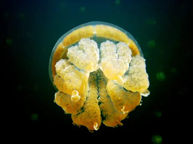 Golden Jellyfish.