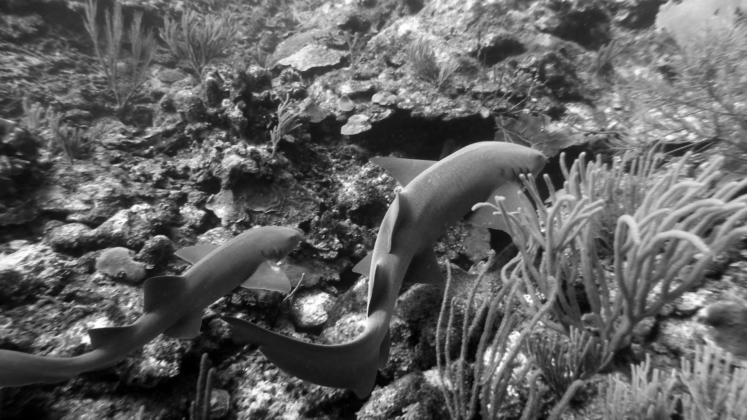 Nurse Shark, Belize, 2017