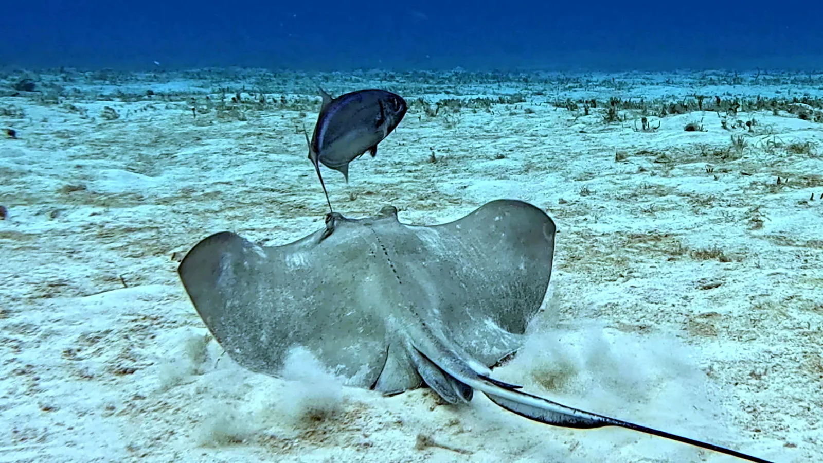 Cozumel underwater photograph, 2025