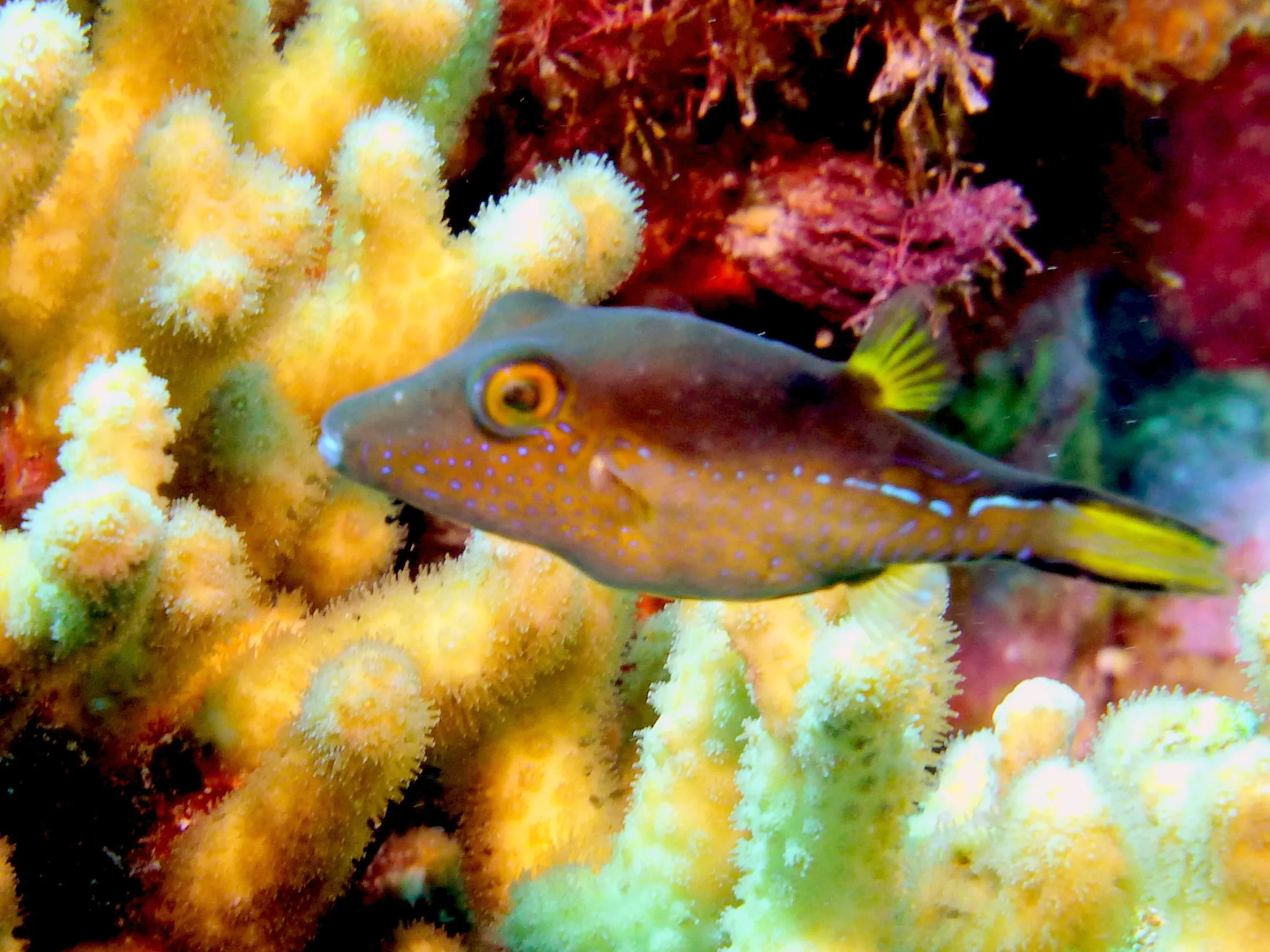Pufferfish, Bonaire, 2013