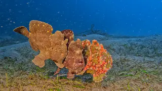 Underwater photograph by Joel Bergsma
