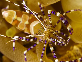 Underwater photograph by Joel Bergsma