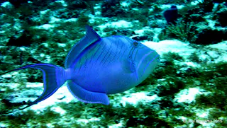Underwater photograph by Joel Bergsma