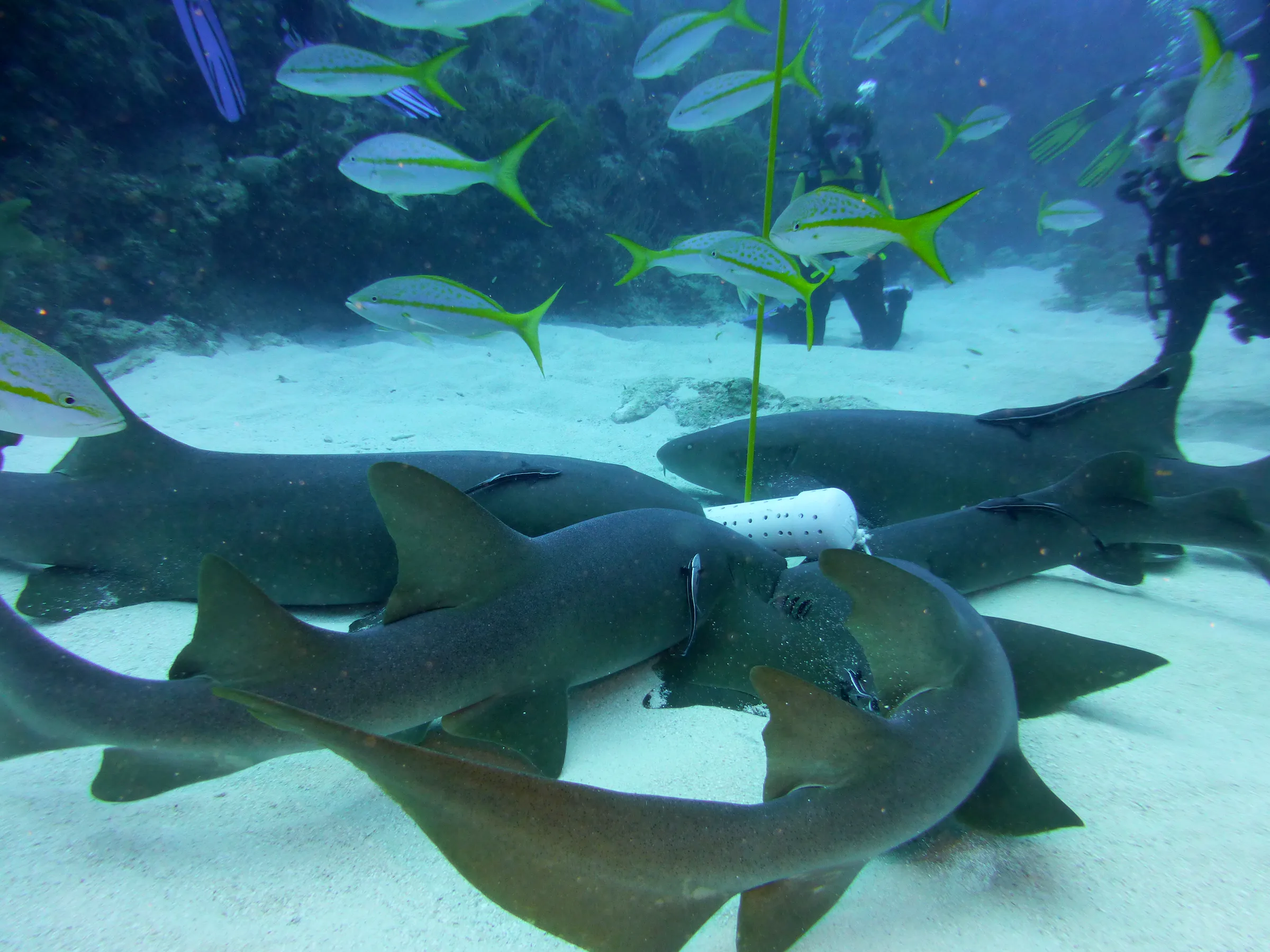 Nurse Shark, Belize, 2017