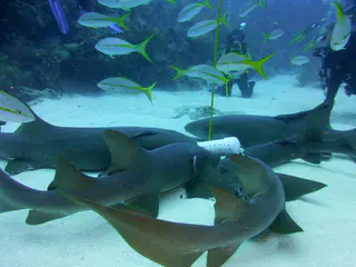 Underwater photograph by Joel Bergsma