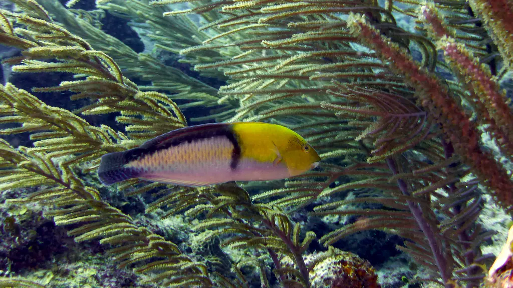 Underwater photograph by Joel Bergsma