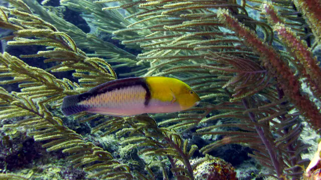 Underwater photograph by Joel Bergsma