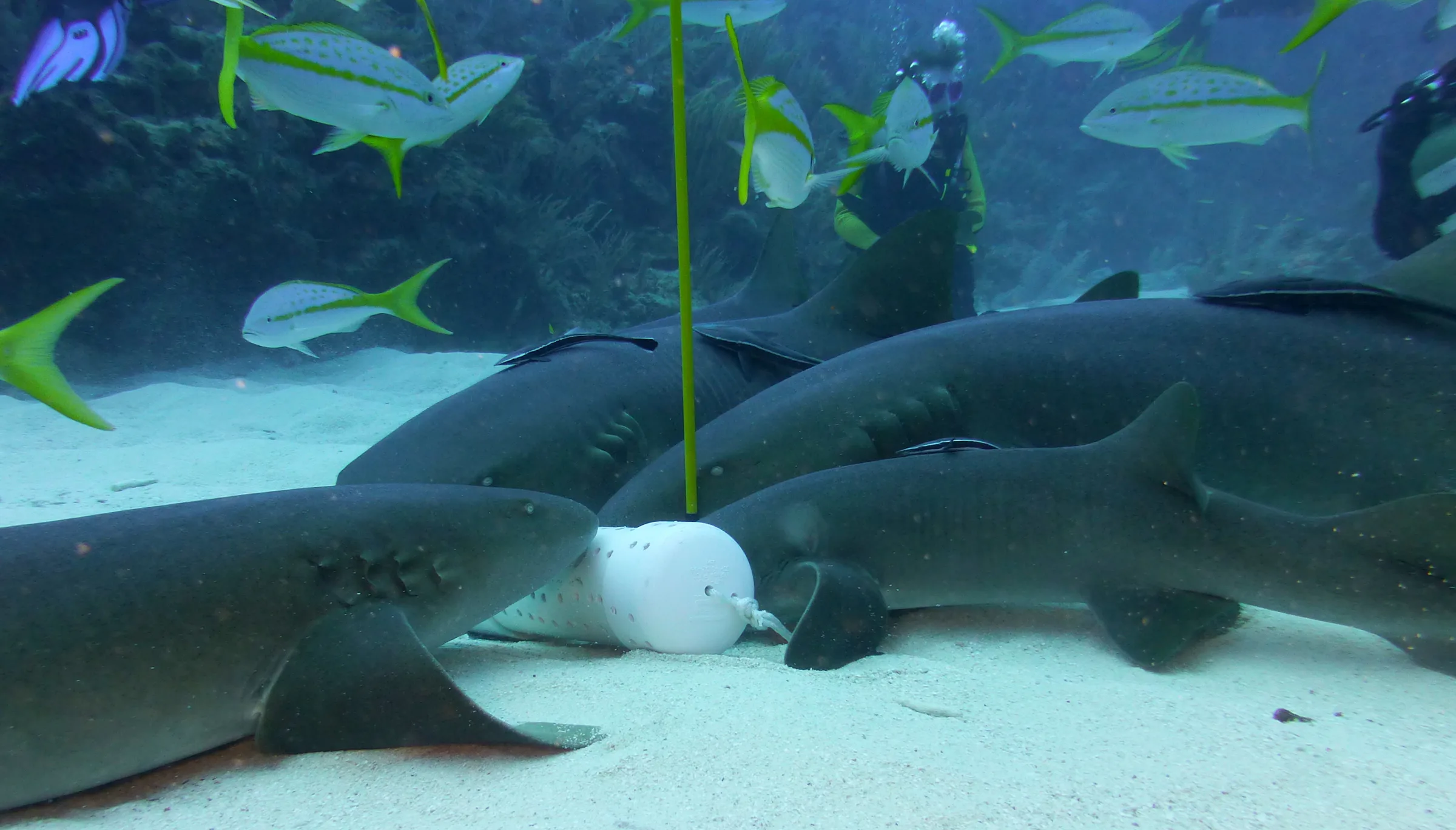 Nurse Shark, Belize, 2017
