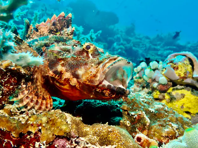 Underwater photograph by Joel Bergsma