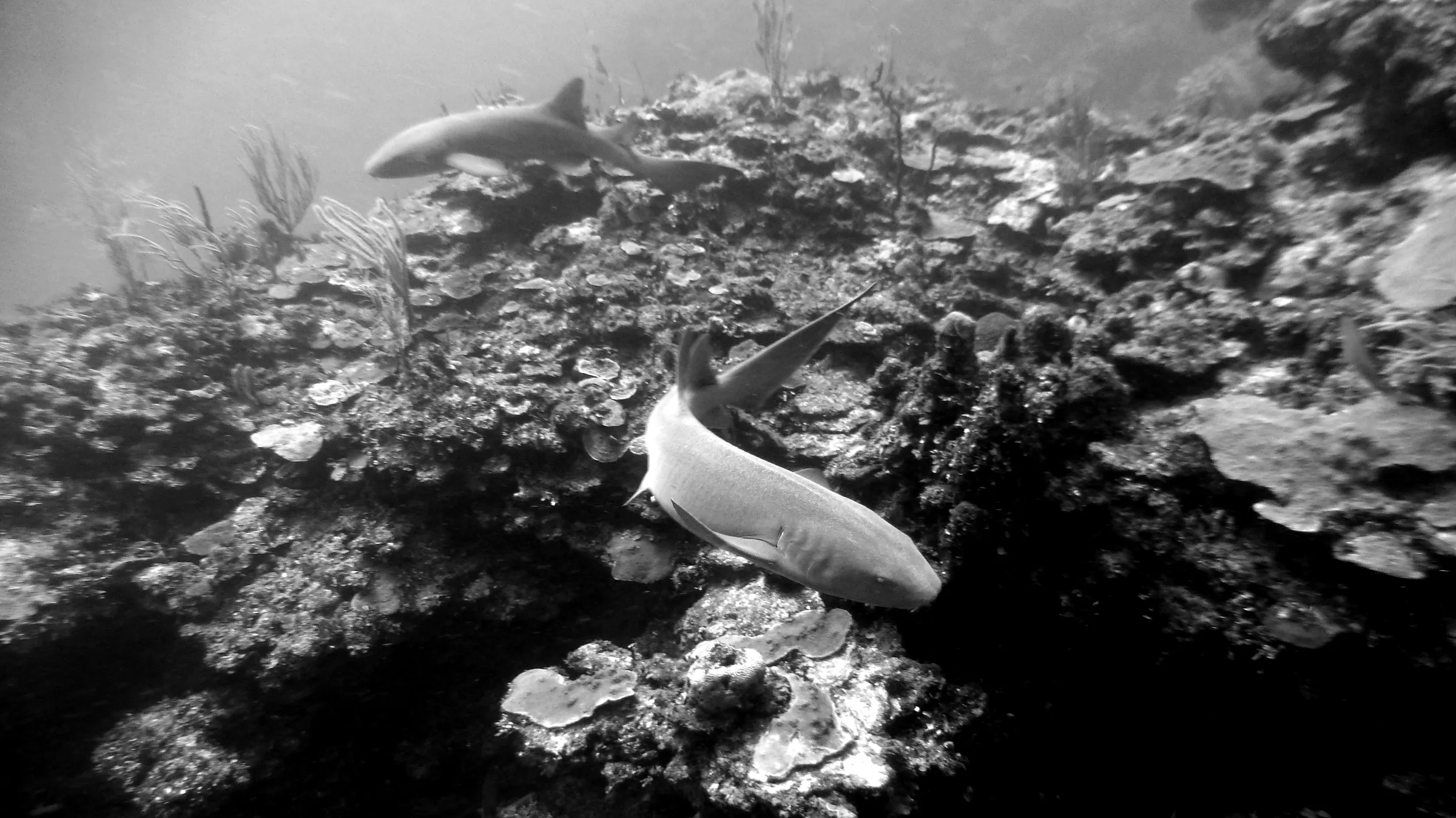 Nurse Shark, Belize, 2017
