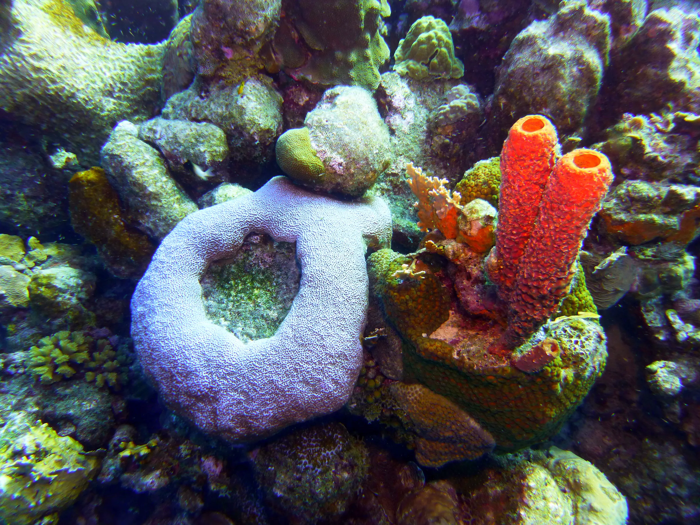 Bonaire underwater photograph, 2013