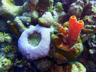 Underwater photograph by Joel Bergsma